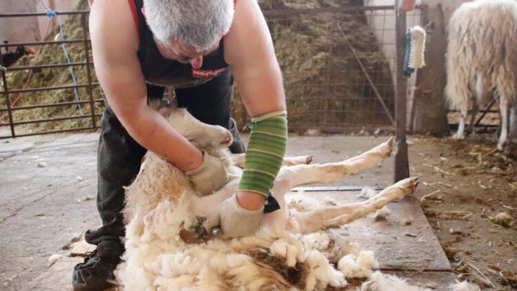 esquilador de ovejas armilla