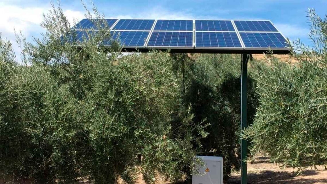 Producción de aceite de oliva con energía fotovoltaica.