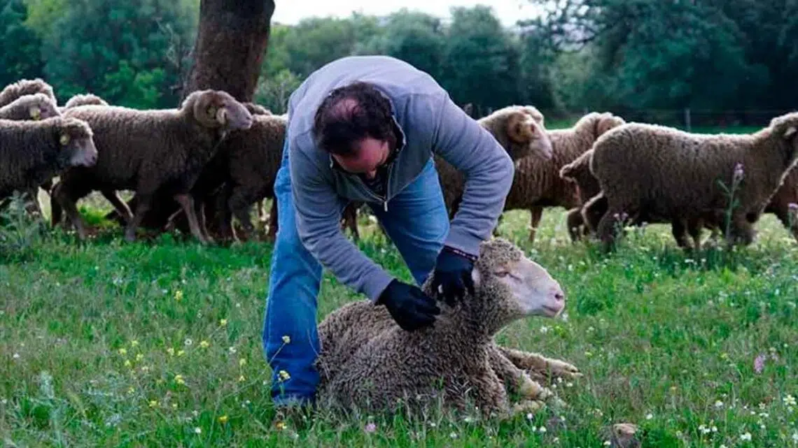 Oferta de empleo pastor ovejas Espeluy