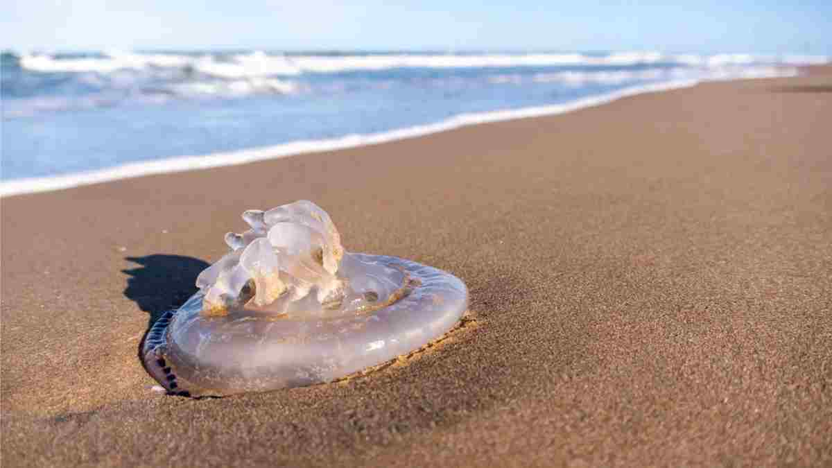 Alerta invasión de medusas