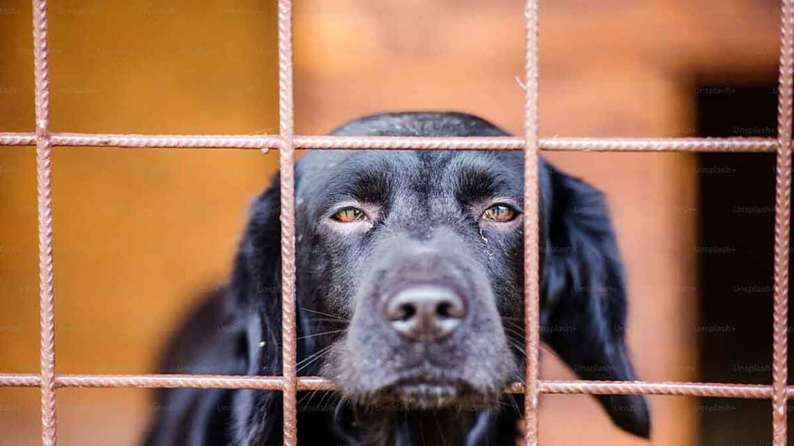 Historia de un perro devuelto después de adoptarlo