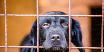 Historia de un perro devuelto después de adoptarlo