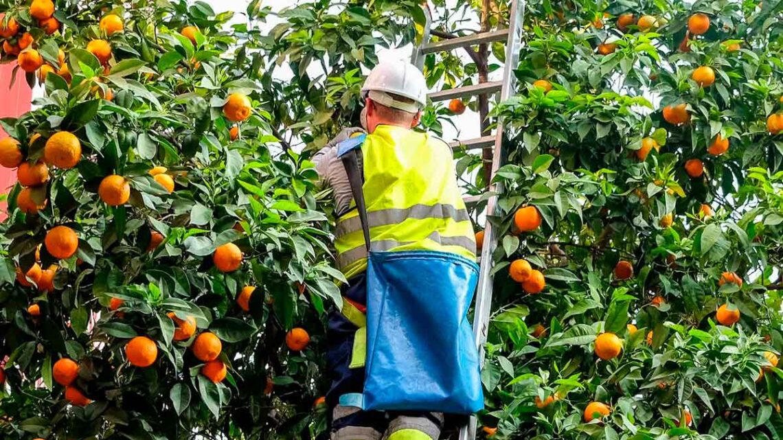 Se buscan personal para trabajar en Brenes