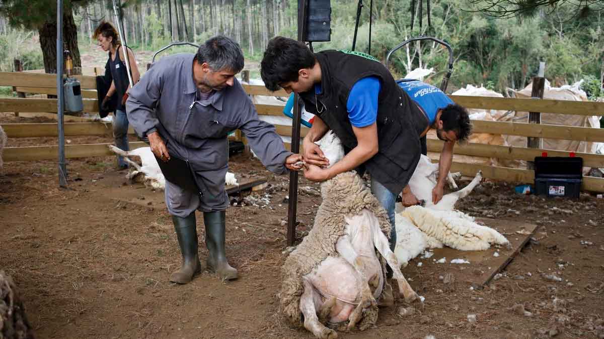 Conoce los requisitos necesarios para postularse a alguna de estas 27 vacantes de esquilador de ovejas en Órgiva (Granada).