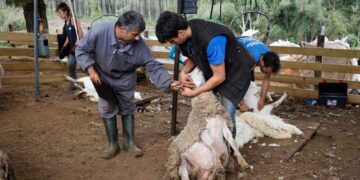 Conoce los requisitos necesarios para postularse a alguna de estas 27 vacantes de esquilador de ovejas en Órgiva (Granada).