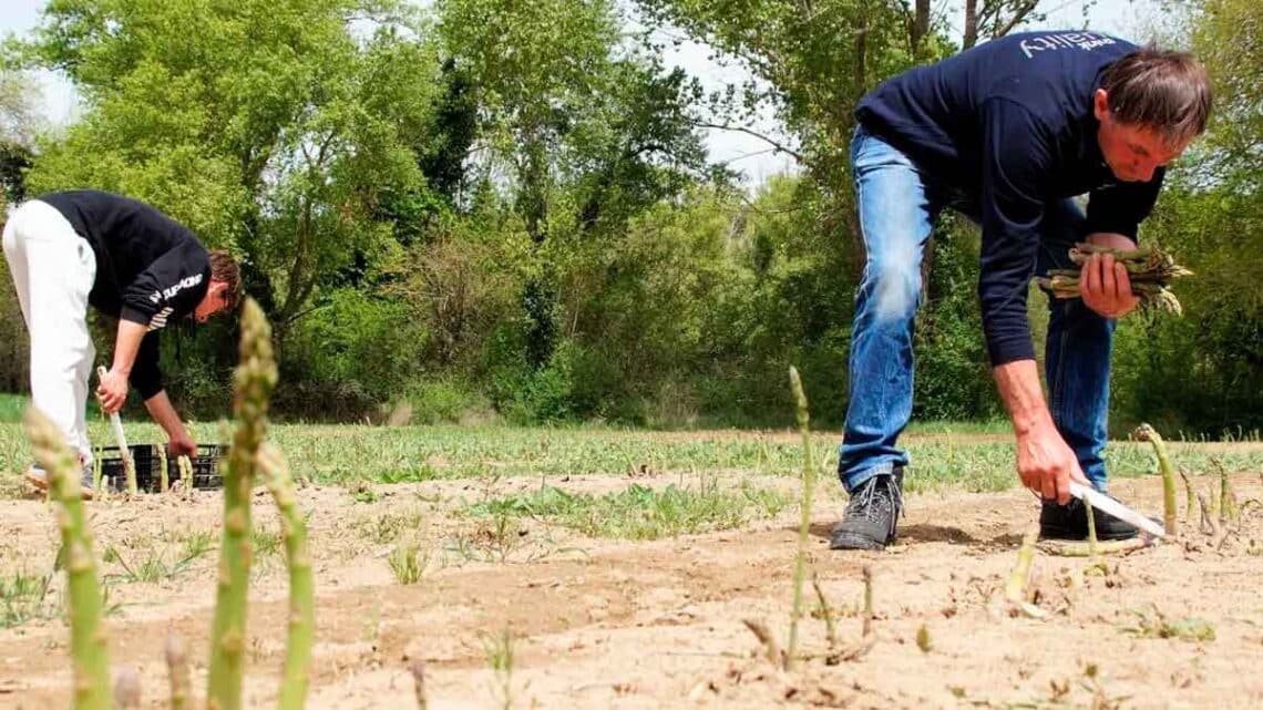 Una empresa agrícola de Almodóvar del Río está seleccionando personal para trabar en varias fincas de su propiedad: incorporación inmediata.