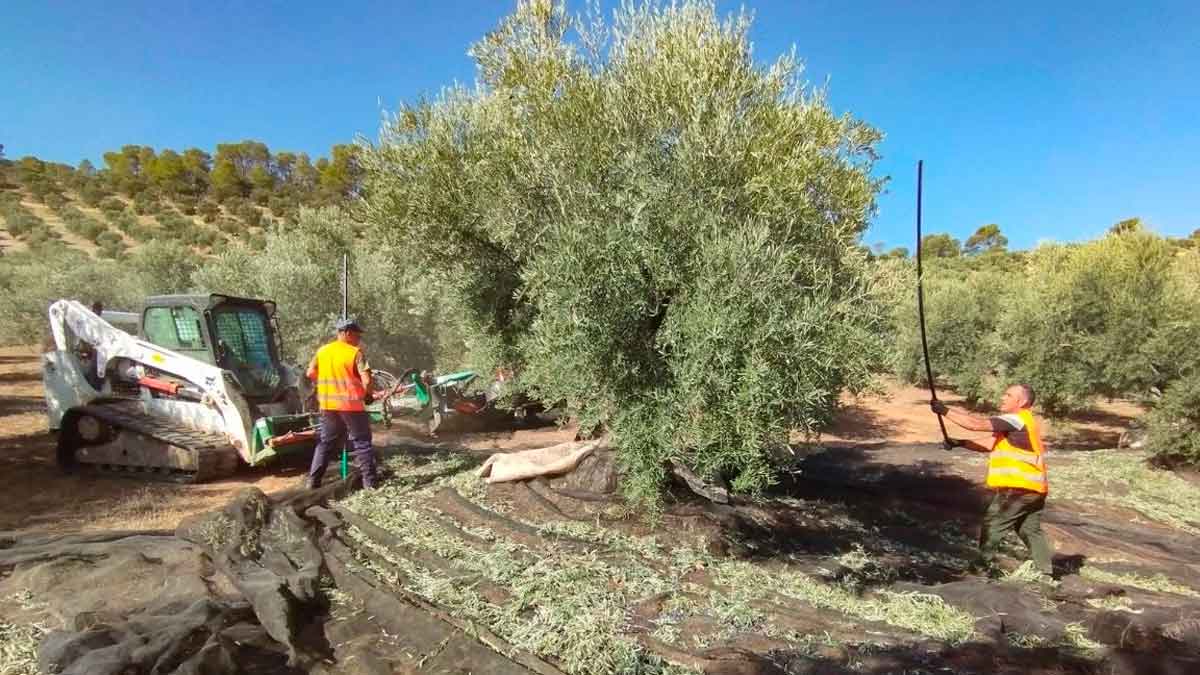 Trabajadores agrícolas del olivar