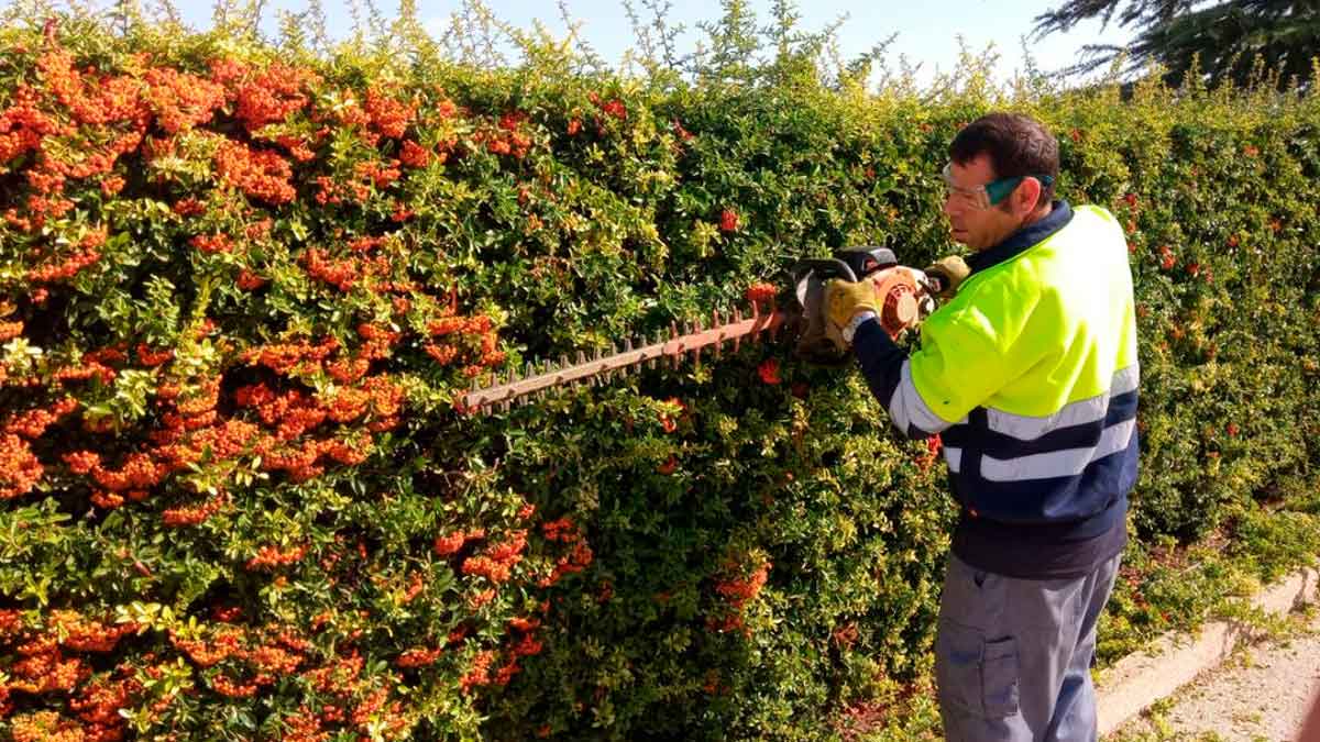 Trabajador de jardinería recortando setos en Andalucía con equipo profesional