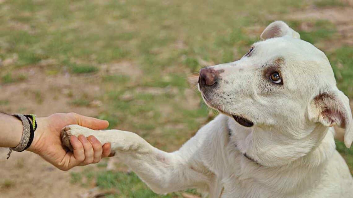 Perros que acompañarán a víctimas en juzgados en Huelva.