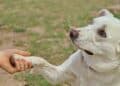 Perros que acompañarán a víctimas en juzgados en Huelva.