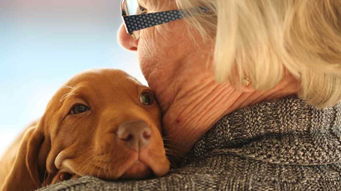 Este 2025 se impulsarán varias medidas que afectan a los dueños de perros.