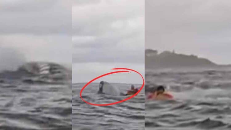 Una ballena se traga a un hombre que va en kayak y lo escupe.