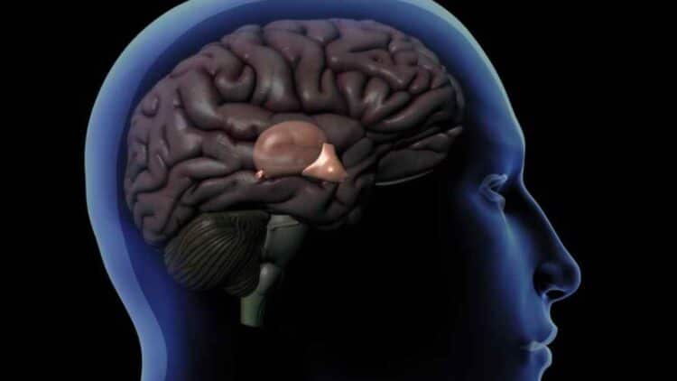 La melatonina controla nuestra calidad de sueño, pero también tiene otros roles esenciales.