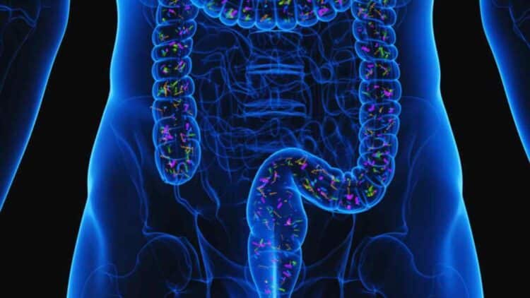 Investigaciones demuestran que consumo de semillas de chía favorecen la microbiota intestinal.