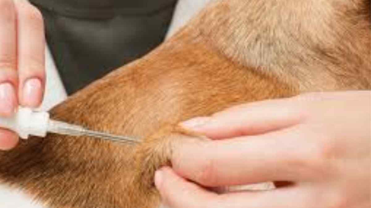 Es obligatorio que las mascotas cuenten con microchip.