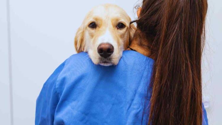 Una nueva ley impide a los veterinarios dar medicamentos a las mascotas que no llevan microchip.