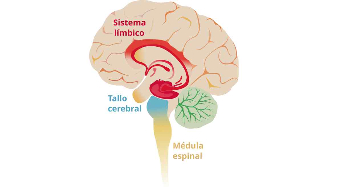 El sistema límbico se asocia a la recompensa.