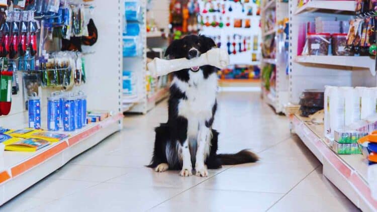 El sector de las mascotas continúa en plena expansión.