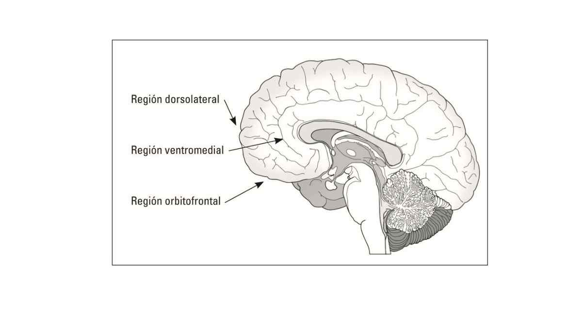 La indecisión patológica puede estar relacionada con el funcionamiento de la corteza prefrontal.