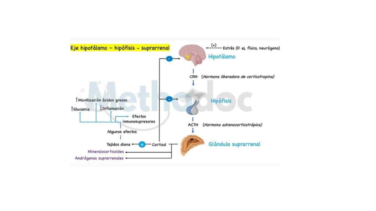 El estrés puede activar el eje hipotalámico‐hipofisario‐suprarrenal