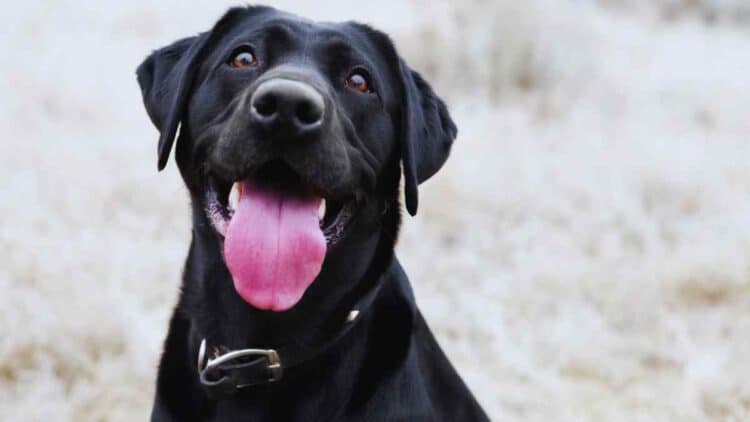 Los dueños de perros deben contratar un seguro.