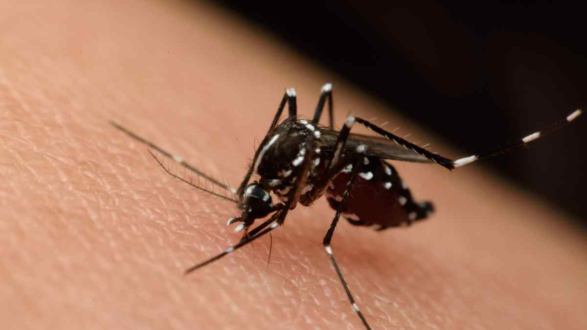 La Junta de Andalucía publica un plan destinado a los municipios que tienen algún riesgo de Fiebre del Nilo