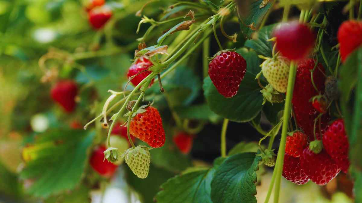 Las fresas son muy saludables, pero hay personas que deben tener cuidado con ellas.