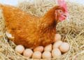 Mercadona responde de dónde vienen los huevos de sus gallinas.