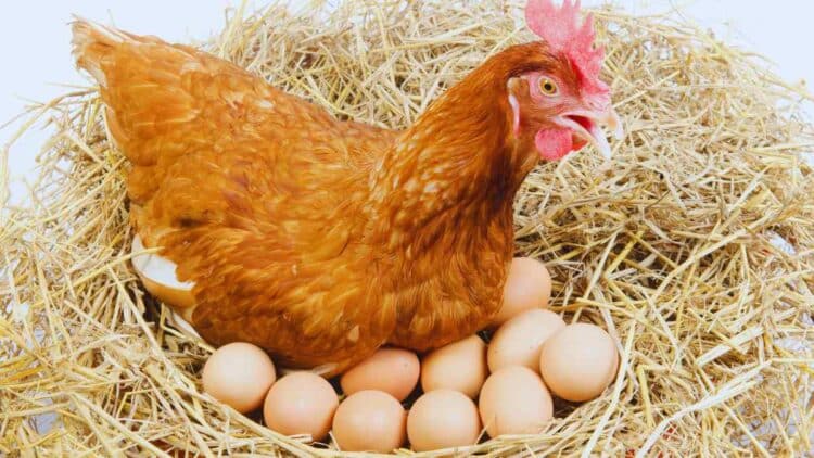 Mercadona responde de dónde vienen los huevos de sus gallinas.