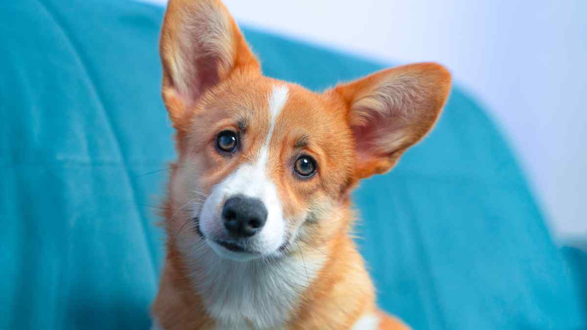 Los expertos explican por qué un perro te mira fijamente