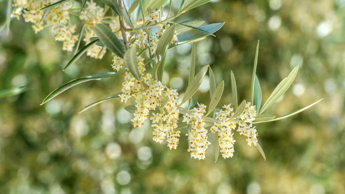 La primavera de 2025 será complicada para 2 ciudades de Andalucía.