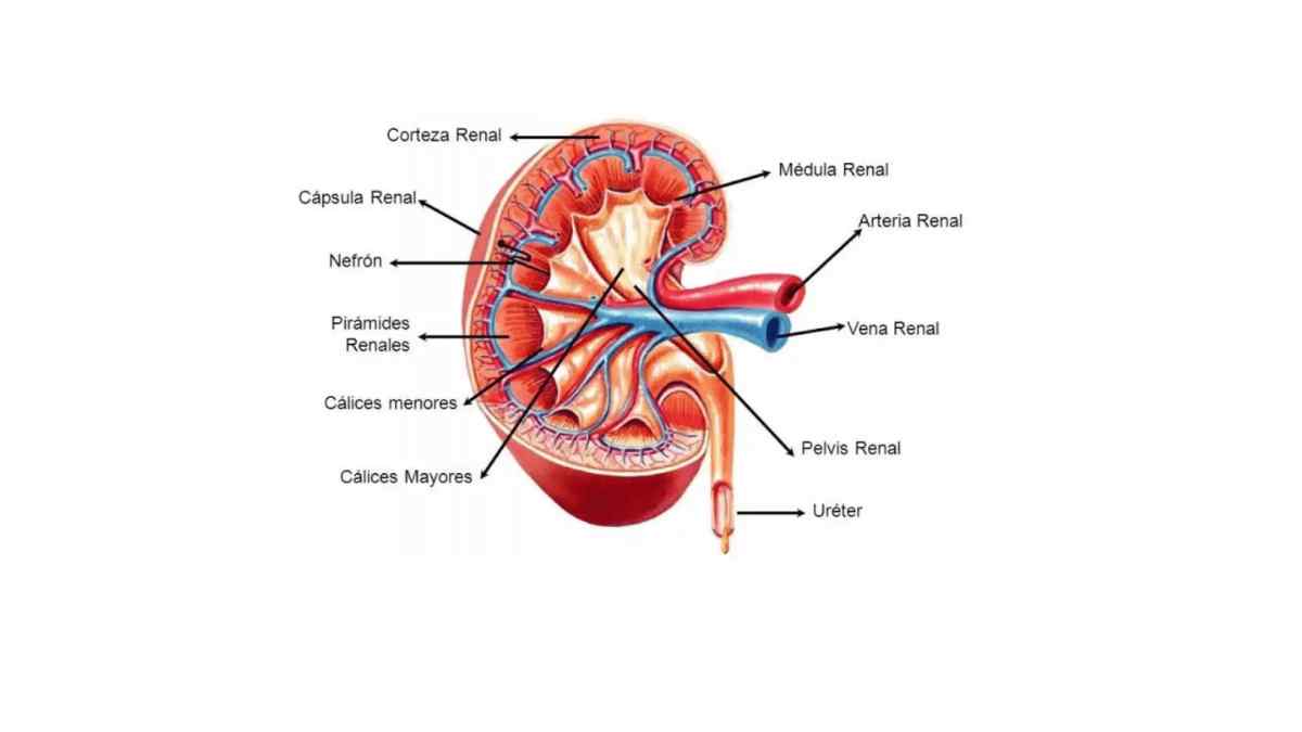 Día Mundial del Riñón