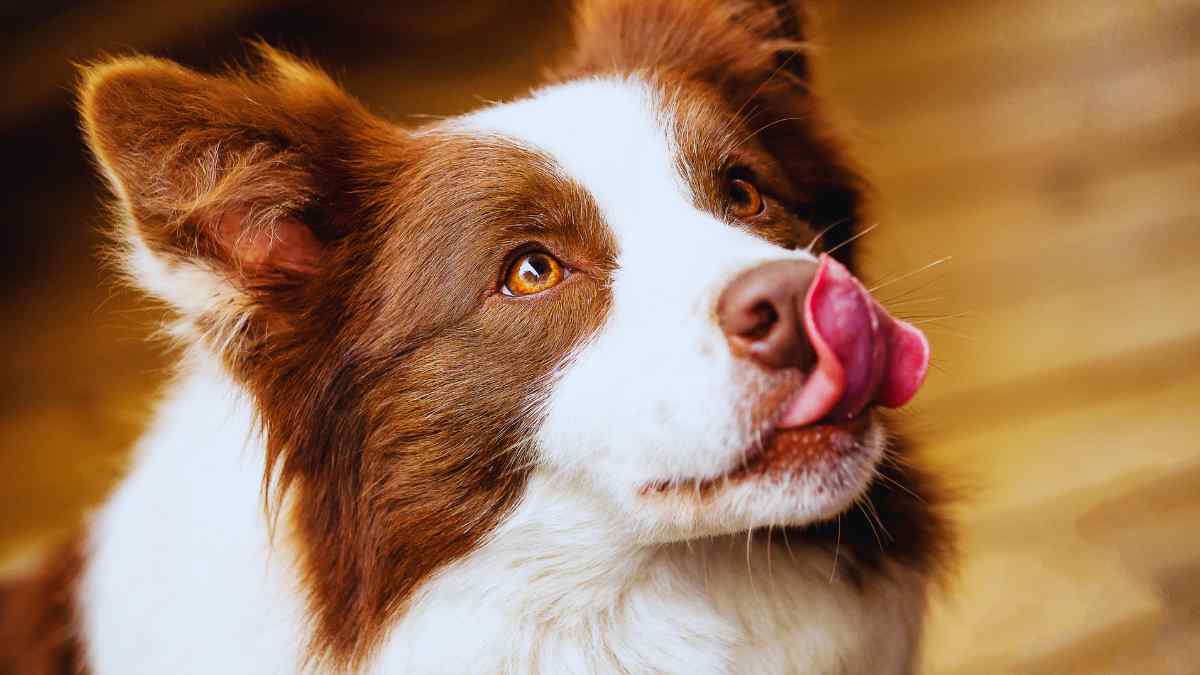 Un estudio determina cuál es el perro más inteligente.