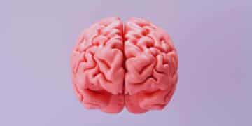 La colina es un nutriente imprescindible para el funcionamiento cerebral