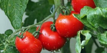 El tomate es muy beneficioso, pero está contraindicado para algunas personas.