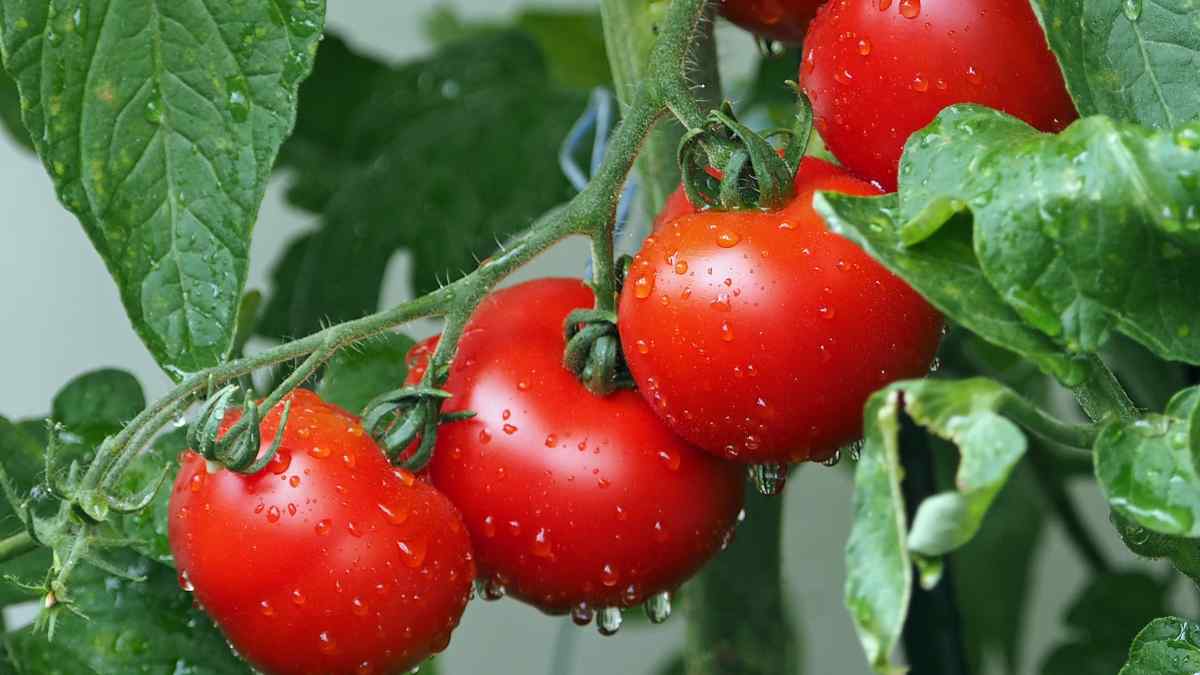 El tomate es muy beneficioso, pero está contraindicado para algunas personas.