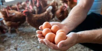 La subida de los huevos en España alarma a consumidores y hosteleros.