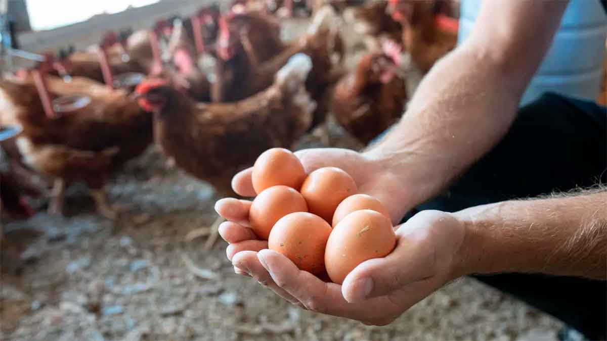 La subida de los huevos en España alarma a consumidores y hosteleros.
