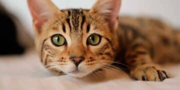 El Gobierno advierte a dueños de gatos: deben implantar microchip y mantener vacunación, o enfrentar sanciones de hasta 200.000 euros.