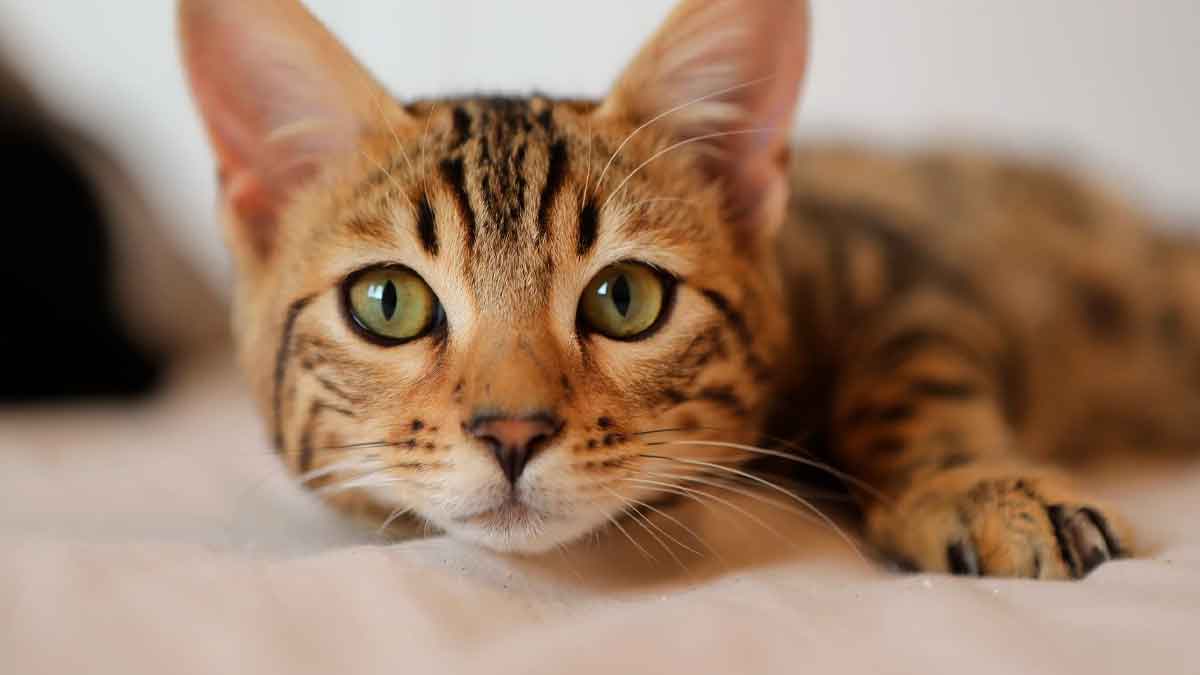 El Gobierno advierte a dueños de gatos: deben implantar microchip y mantener vacunación, o enfrentar sanciones de hasta 200.000 euros.