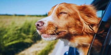 La Real Sociedad Canina advierte lo que hay que tener en cuenta a la hora de viajar con nuestros perros.