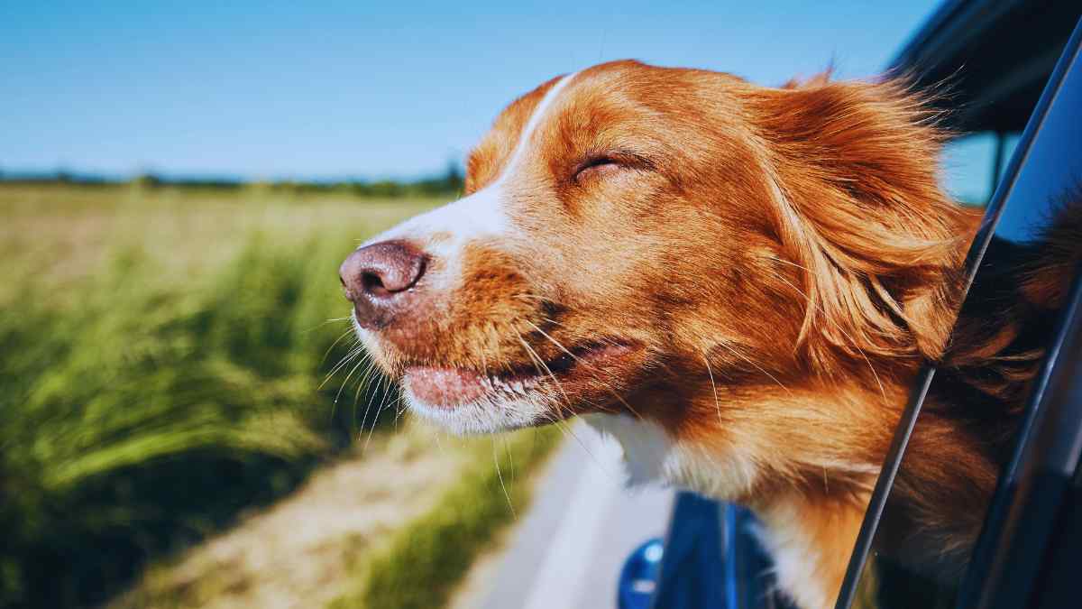 La Real Sociedad Canina advierte lo que hay que tener en cuenta a la hora de viajar con nuestros perros.