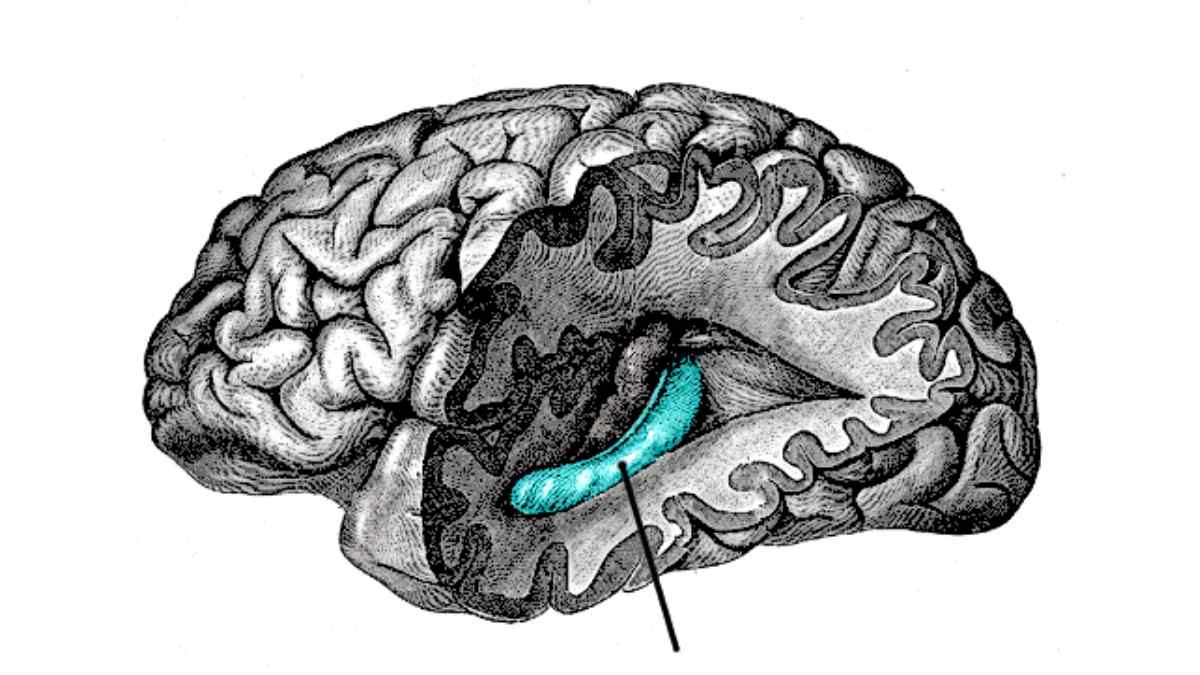 Científicos descubrieron la importancia de la vitamina K en nuestra salud cerebral.