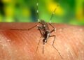 Mosquito Culex picando piel humana, vector del virus del Nilo occidental que Andalucía controla con vigilancia adelantada