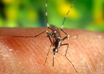 Mosquito Culex picando piel humana, vector del virus del Nilo occidental que Andalucía controla con vigilancia adelantada