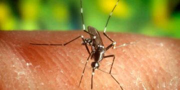 Mosquito Culex picando piel humana, vector del virus del Nilo occidental que Andalucía controla con vigilancia adelantada