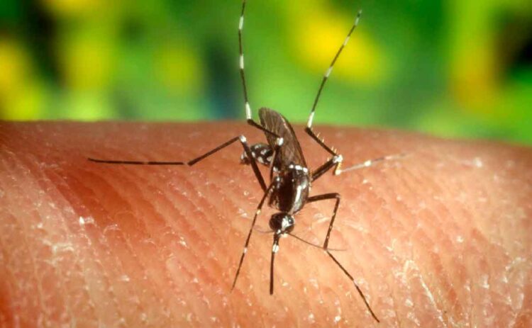 Mosquito Culex picando piel humana, vector del virus del Nilo occidental que Andalucía controla con vigilancia adelantada