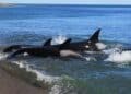 Peligro por orcas en Cádiz.