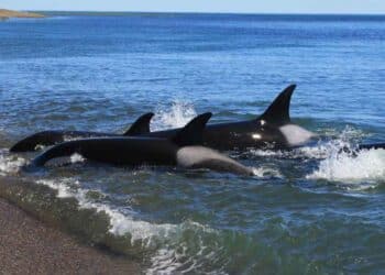 Peligro por orcas en Cádiz.