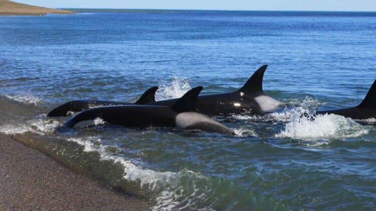 Peligro por orcas en Cádiz.